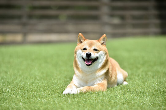 柴犬のフード選びで見ておきたい口コミのポイントのサムネイル
